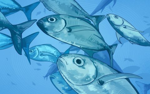 Undergraduate showcase featuring a school of fish